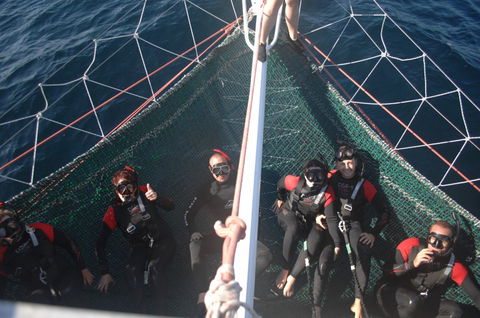 Dolphin Swim Australia - Accommodation QLD 4
