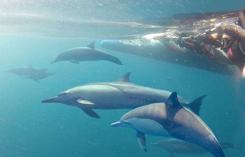 Dolphin Swim Australia - Accommodation QLD 5