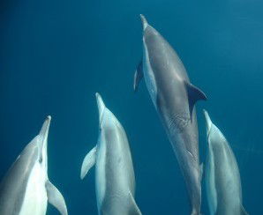 Dolphin Swim Australia - Accommodation QLD 6