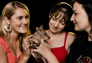 Cairns Night Zoo - Accommodation QLD 1