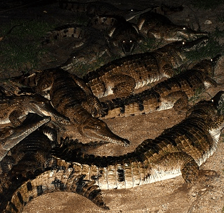 Cairns Night Zoo - Accommodation QLD 3