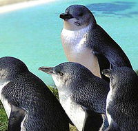 Rockingham Wild Encounters - Accommodation QLD
