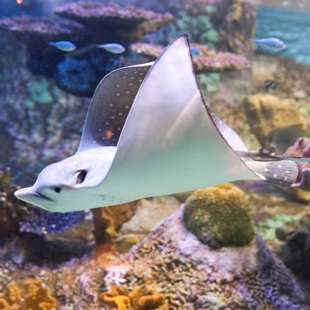 Melbourne Aquarium - Accommodation QLD 4