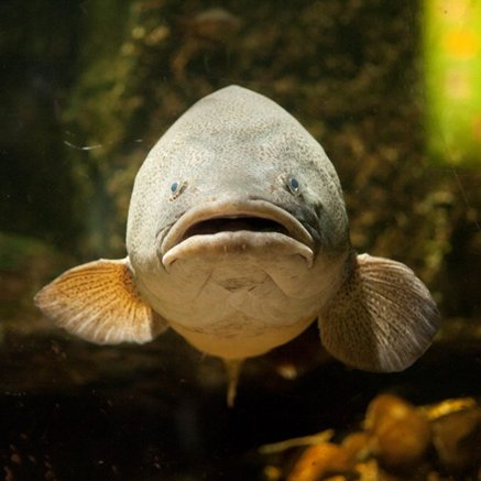 Melbourne Aquarium - Accommodation QLD 5