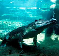 WILD LIFE Sydney Zoo - Accommodation QLD