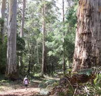 Warren River Loop Walk - Accommodation QLD