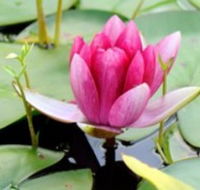 The Lotus Day Spa and Retreat - Accommodation QLD