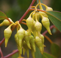 Mount Short Scenic Drive - Accommodation QLD