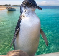 Penguin Island - Accommodation QLD