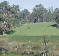 Scenic Drives - Bunbury Collie Donnybrook - Accommodation QLD