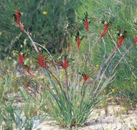 Kalbarri Wildflower Centre - Accommodation QLD