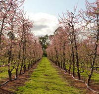 Raeburn Orchards - Accommodation QLD