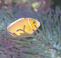 Rowley Shoals - Accommodation QLD