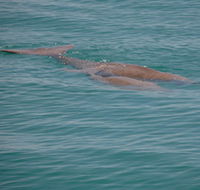 Dugongs - Accommodation QLD
