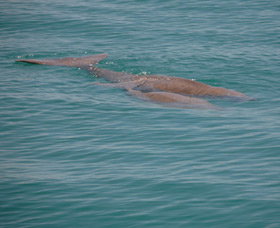 Dugongs - Accommodation QLD 0
