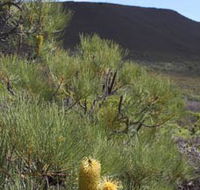 Lesueur Walk Trail Mount Lesueur - Accommodation QLD