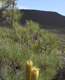 Lesueur Walk Trail, Mount Lesueur - Accommodation QLD 0