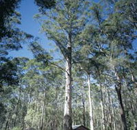 Diamond Tree Lookout Manjimup - Accommodation QLD