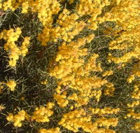Dalwallinu Remnant Bushland - Accommodation QLD