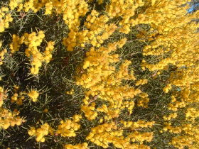 Dalwallinu Remnant Bushland - Accommodation QLD 0