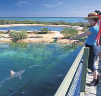Shark Bay Marine Park - Accommodation QLD