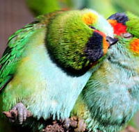 Rainbow Jungle - The Australian Parrot Breeding Centre - Accommodation QLD