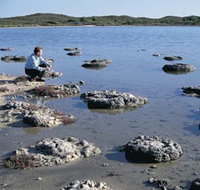 Lake Thetis Stromatolites - Accommodation QLD