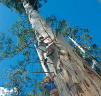Dave Evans Bicentennial Tree - Accommodation QLD