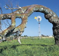 Greenough Leaning Trees - Accommodation QLD