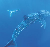Ningaloo Marine Park - Accommodation QLD