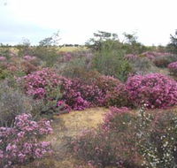 Reynoldson's Flora Reserve - Accommodation QLD