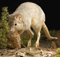 Kanyana Wildlife - Accommodation QLD