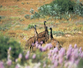 Jurabi Coastal Reserve - Accommodation QLD 0
