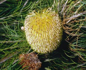 Gidgegannup WA Accommodation QLD