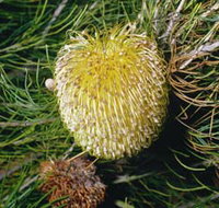 FR Berry Reserve - Accommodation QLD