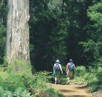 Gloucester Tree - Accommodation QLD