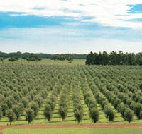 Fini Olives - Accommodation QLD