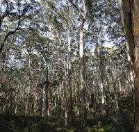 Boranup Karri Forest - Accommodation QLD