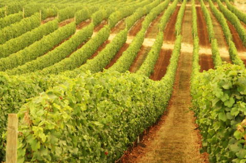 Xanadu Wines - Accommodation QLD 0