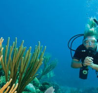 Coastal Water Dive - Accommodation QLD