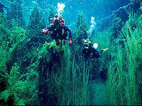 Ewens Ponds Conservation Park - Accommodation QLD 0