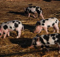 Will's Rare Breeds Farm - Accommodation QLD
