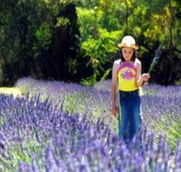 Brayfield Park Lavender Farm - Accommodation QLD