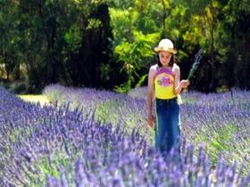 Brayfield Park Lavender Farm - Accommodation QLD 0