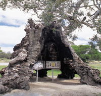 The Herbig Family Tree - Accommodation QLD
