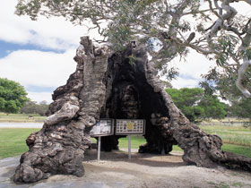 The Herbig Family Tree - Accommodation QLD 0