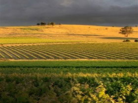 Kellermeister Wines - Accommodation QLD 0