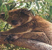 Mikkira Station - Accommodation QLD