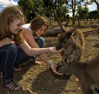 Kangaroo Island Wildlife Park - Accommodation QLD