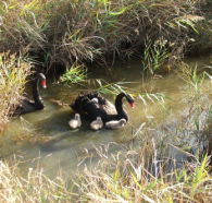 Tamar Island Wetlands Reserve and Interpretation Centre - Accommodation QLD